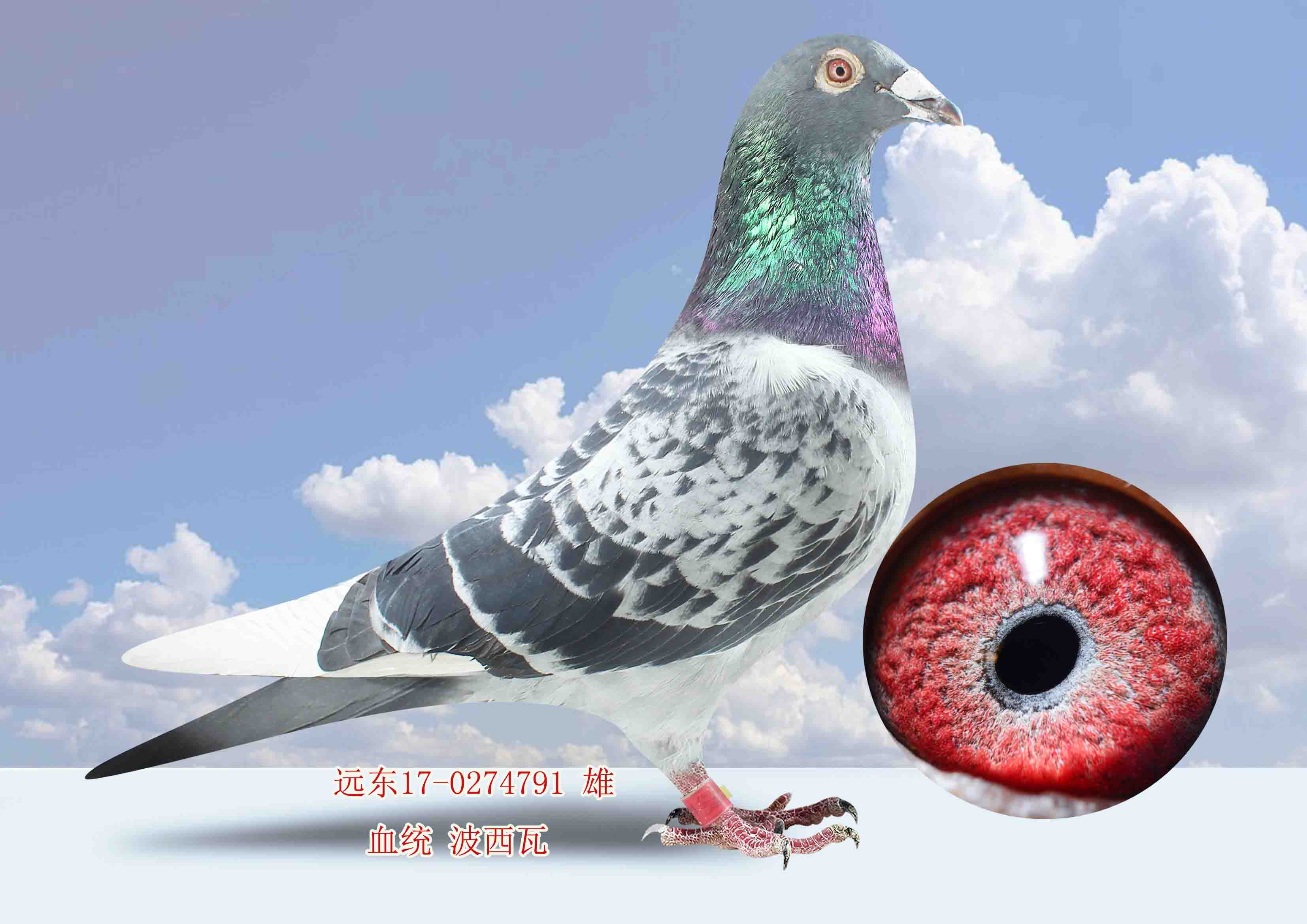 远东服装国际 - 中信网铭鸽展厅 www.ag188.com
