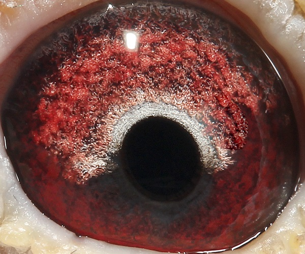 >> 查看拍卖商品