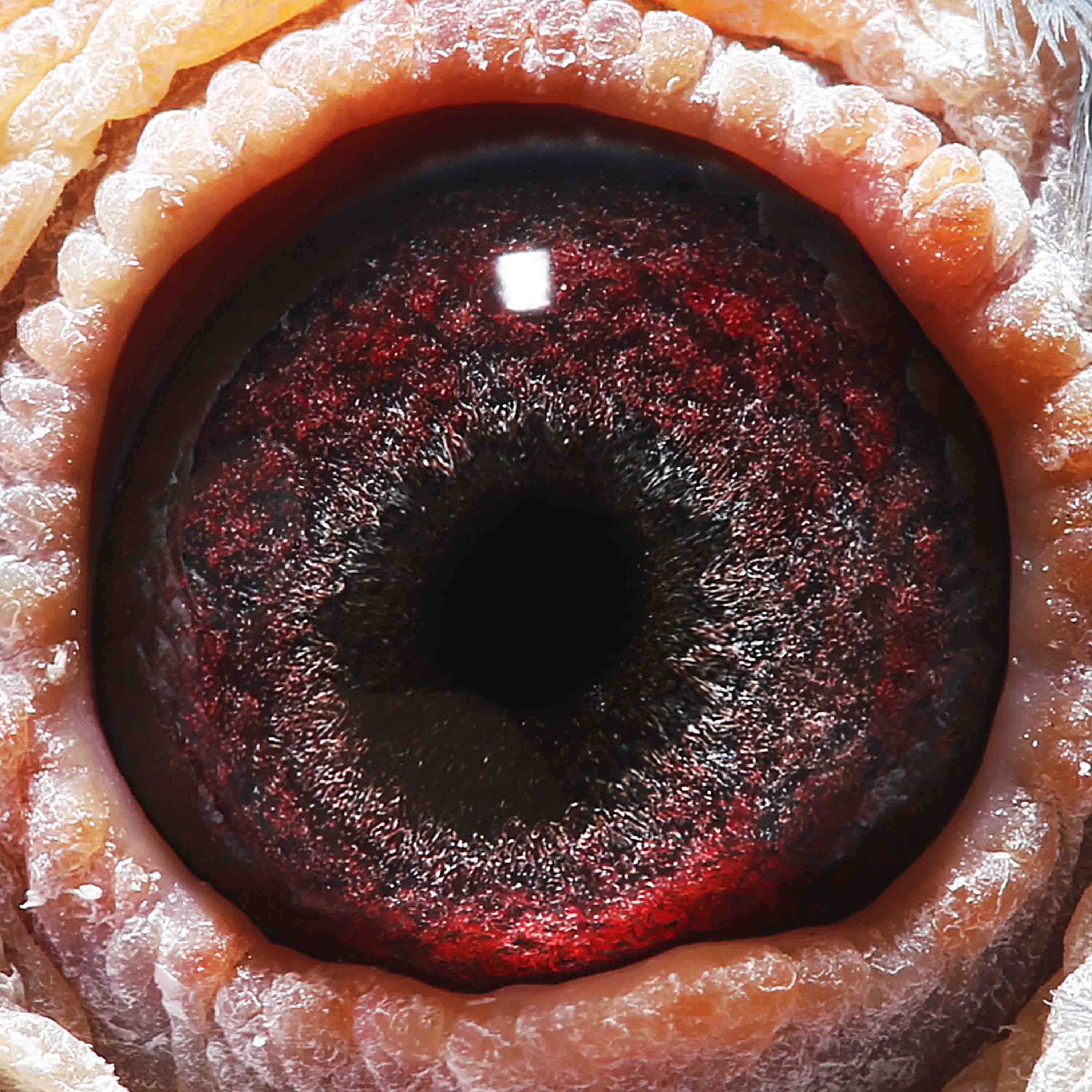 >> 查看拍卖商品