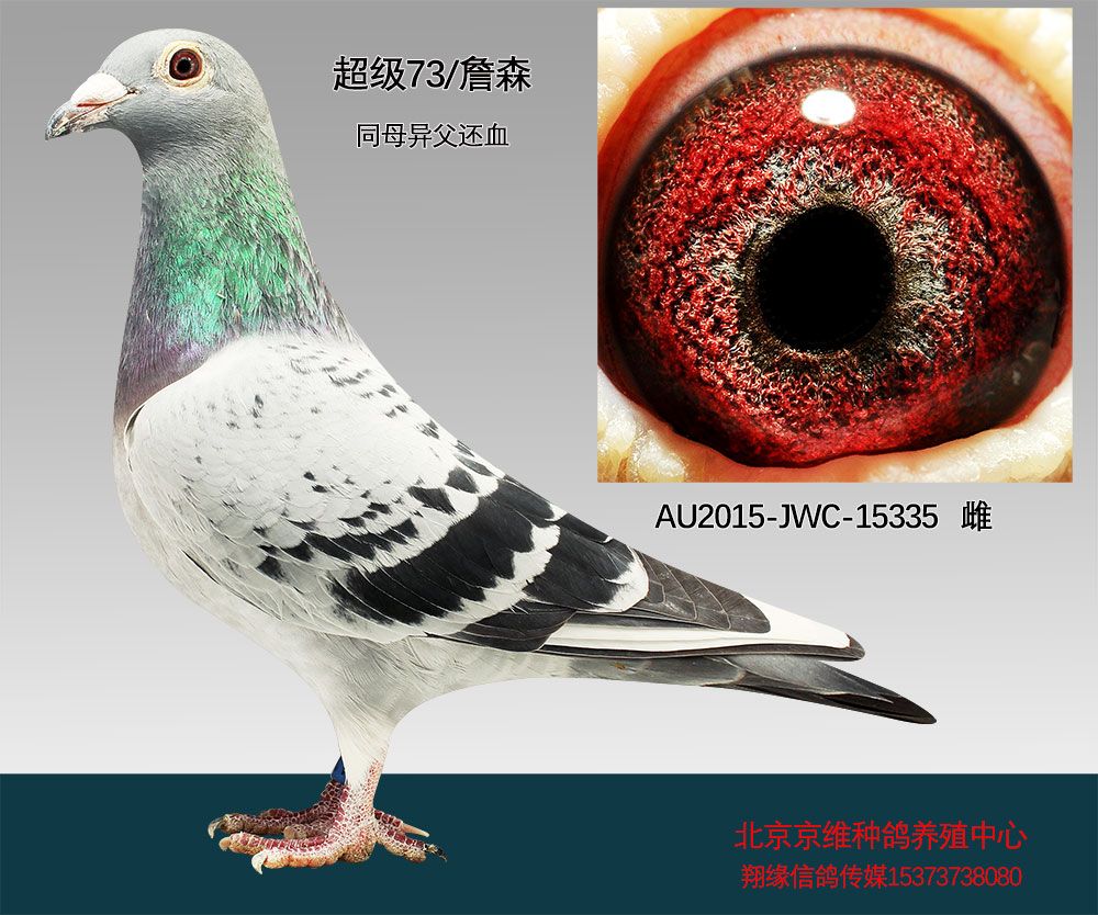 北京京维种鸽养殖中心 - 中信网铭鸽展厅 www.ag188.com