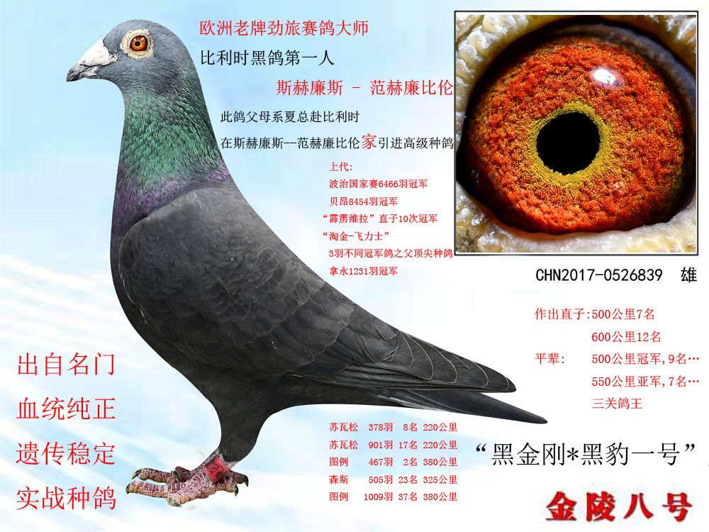 金陵八号鸽业 - 中信网铭鸽展厅 www.ag188.com