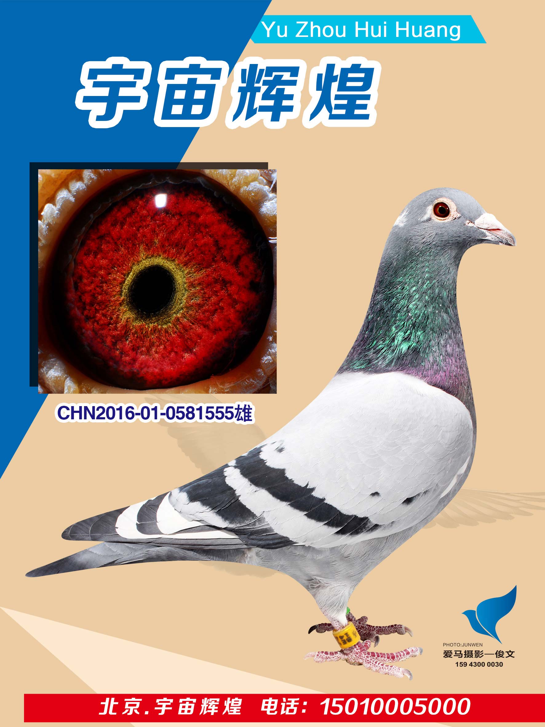 信鸽在线拍卖平台 - 中国信鸽信息网