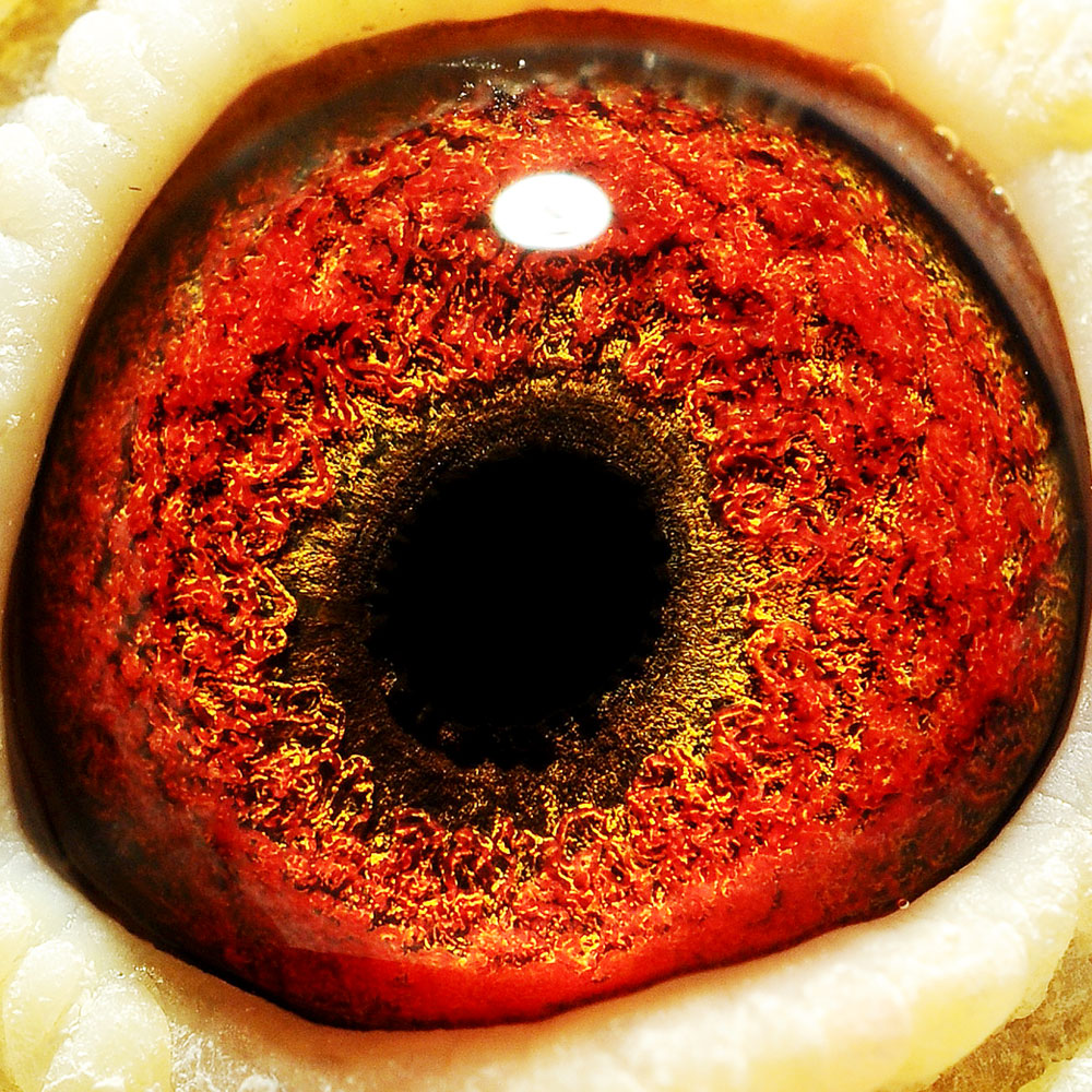 >> 查看拍卖商品