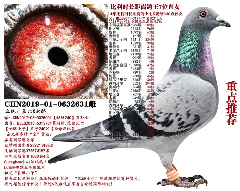 信鸽在线拍卖平台 - 中国信鸽信息网