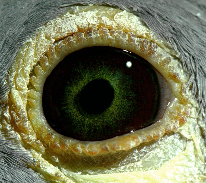 >> 查看拍卖商品