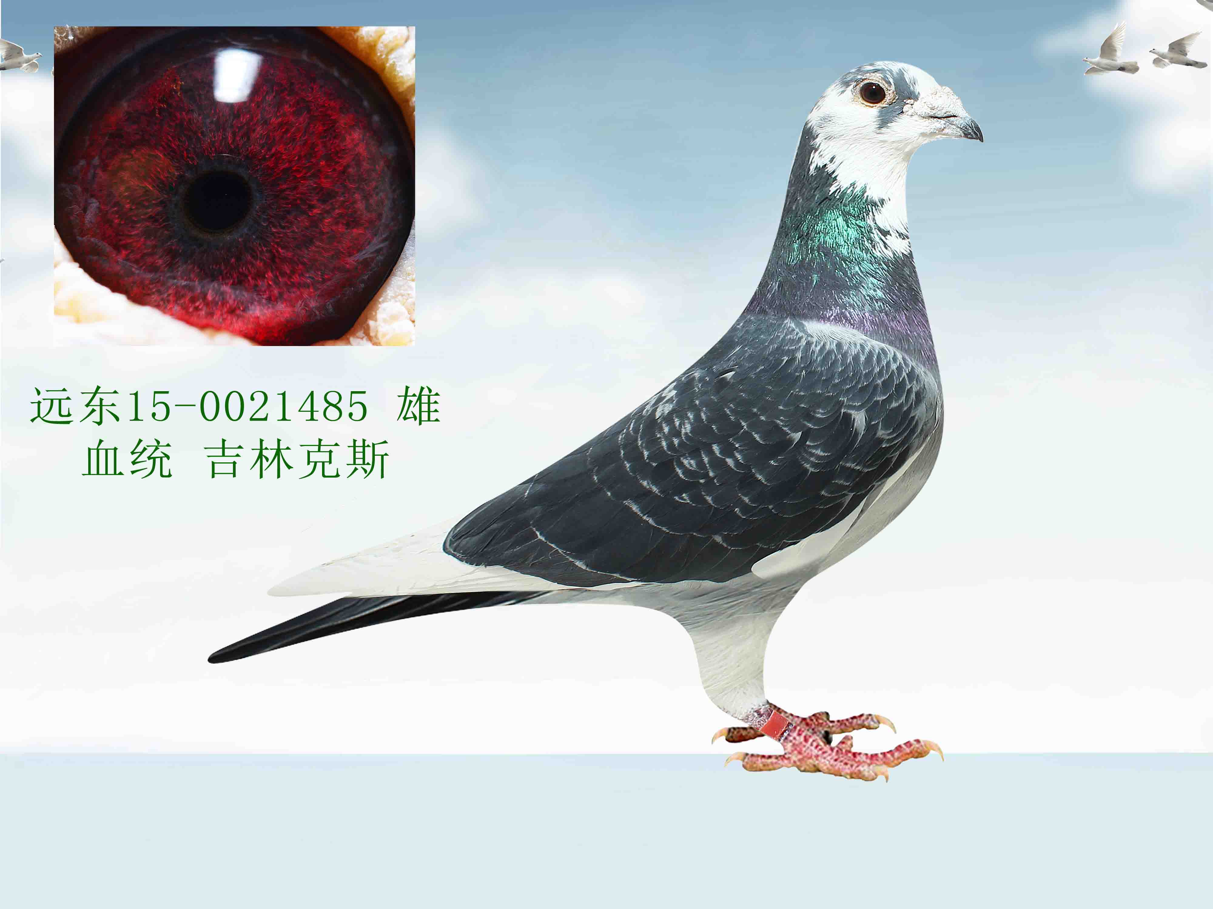 信鸽在线拍卖平台 - 中国信鸽信息网