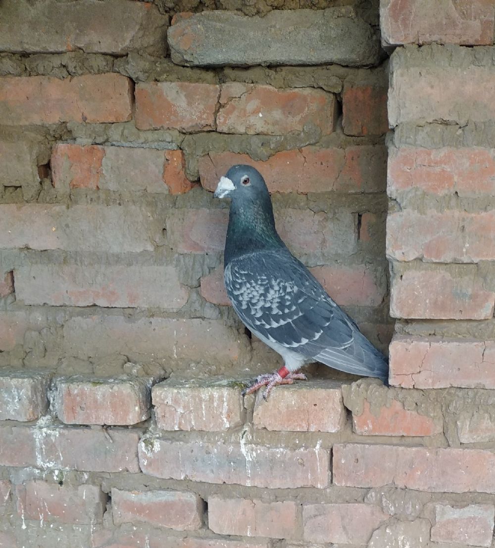 >> 查看拍卖商品