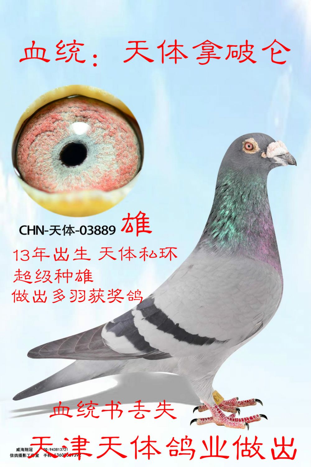 信鸽在线拍卖平台 - 中国信鸽信息网