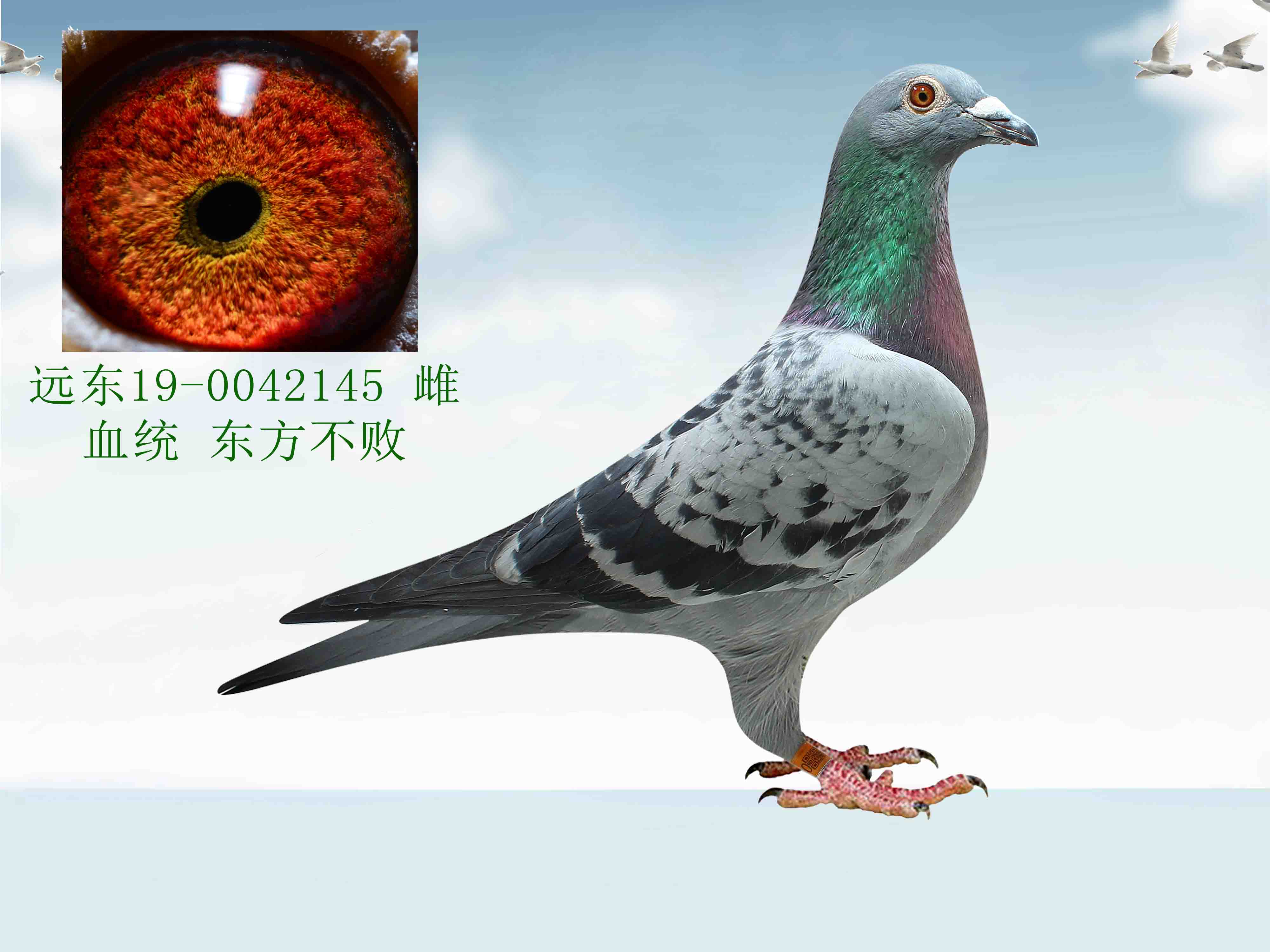 赠送鸽