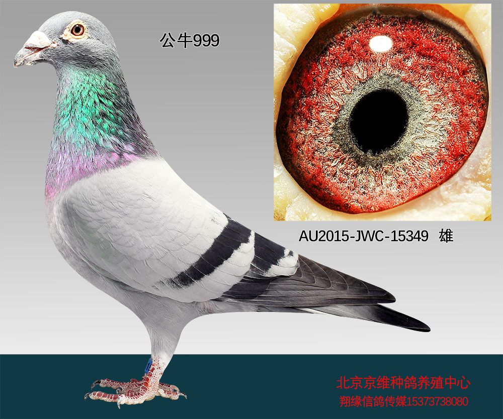北京京维种鸽养殖中心在线拍鸽