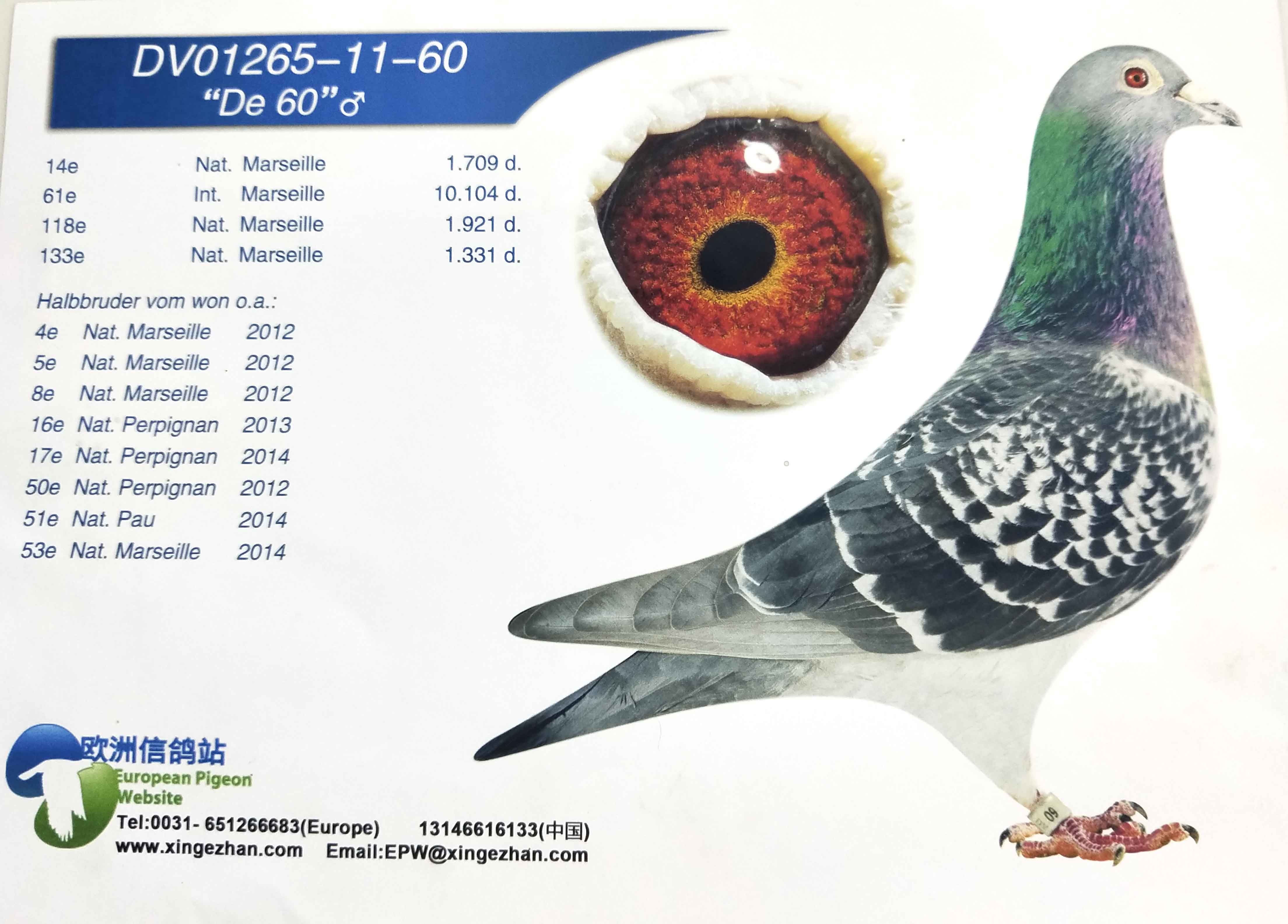 欧洲信鸽站原照片