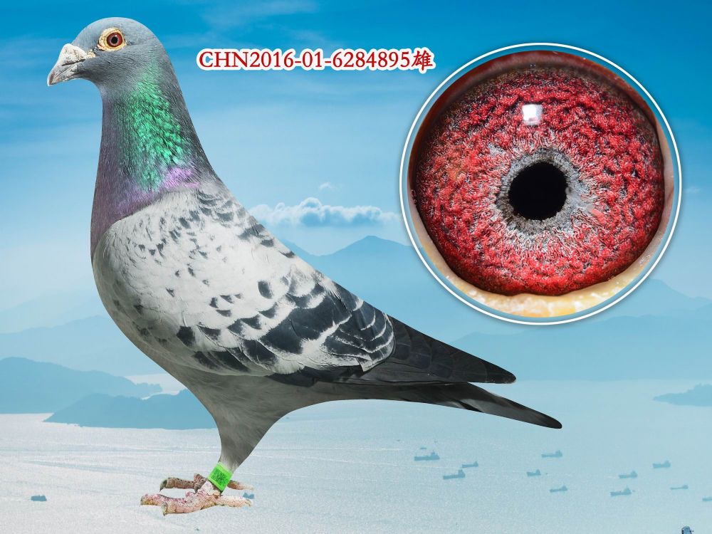 信鸽在线拍卖平台 - 中国信鸽信息网