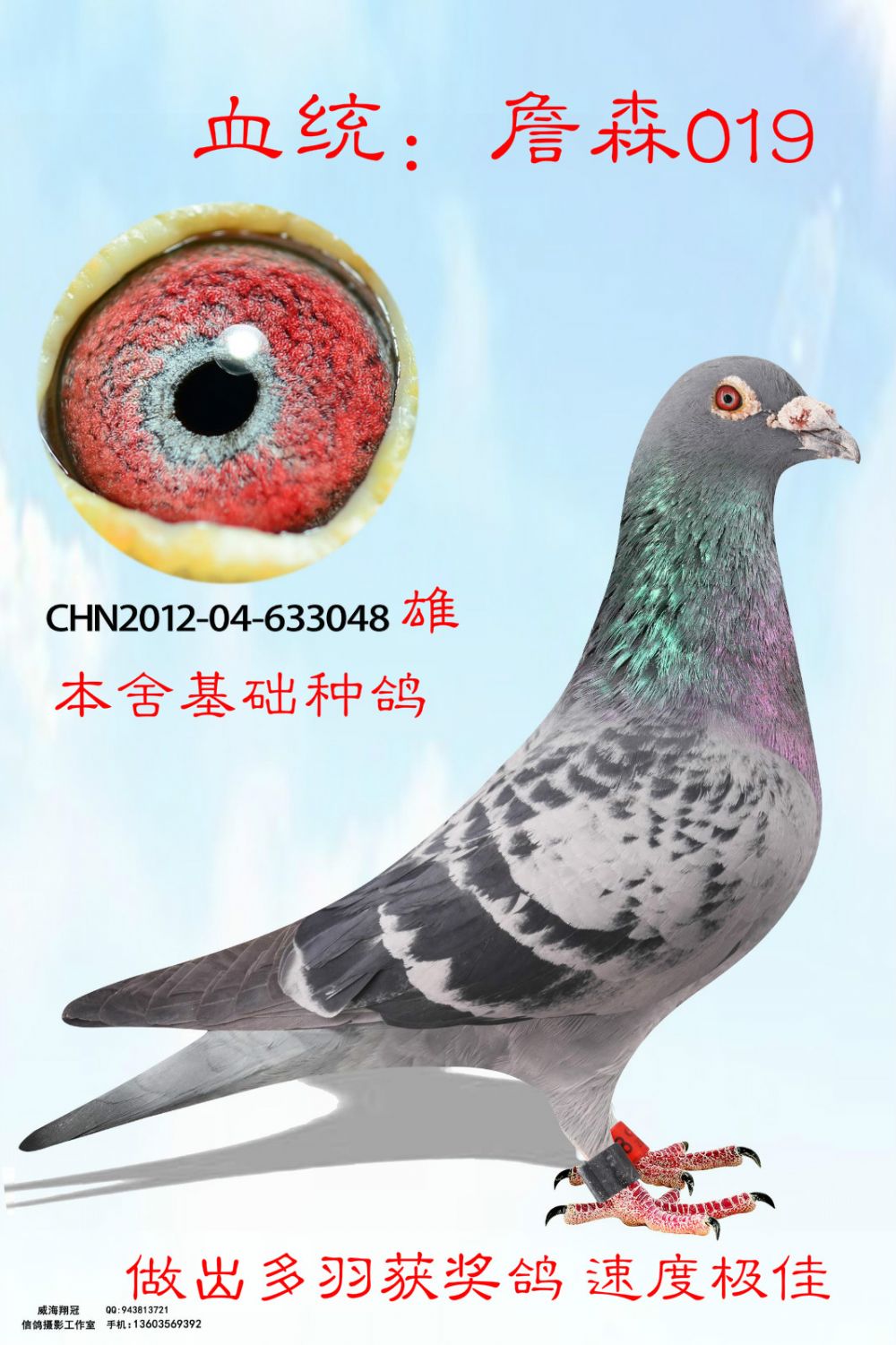 信鸽在线拍卖平台 - 中国信鸽信息网