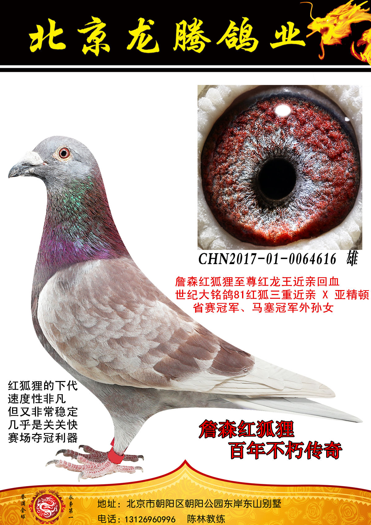 四川大红沙鸽子图片图片