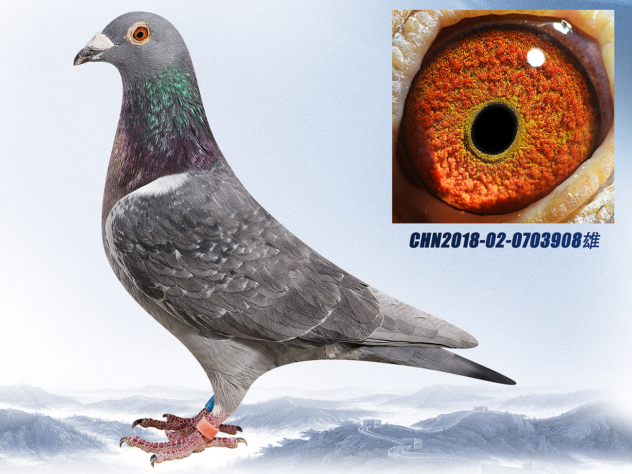 >> 查看拍卖商品