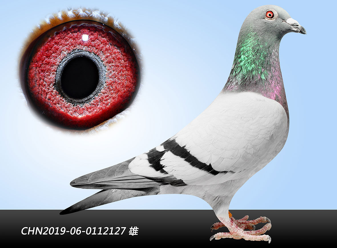 >> 查看拍卖商品