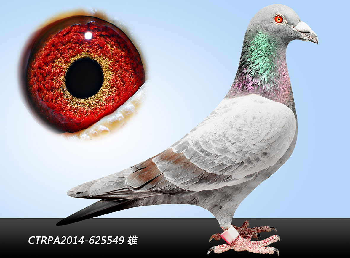 华天鸿业 - 中信网铭鸽展厅 www.ag188.com