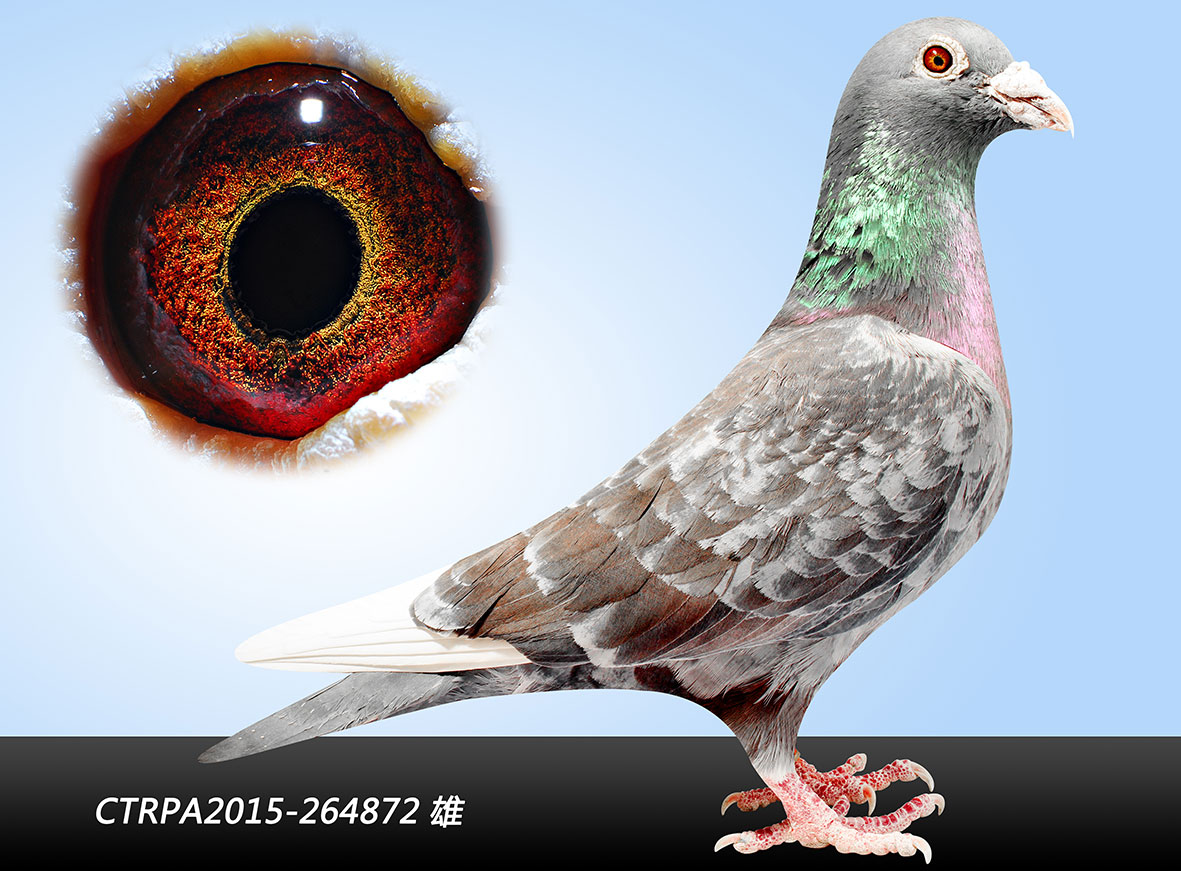 信鸽在线拍卖平台 - 中国信鸽信息网