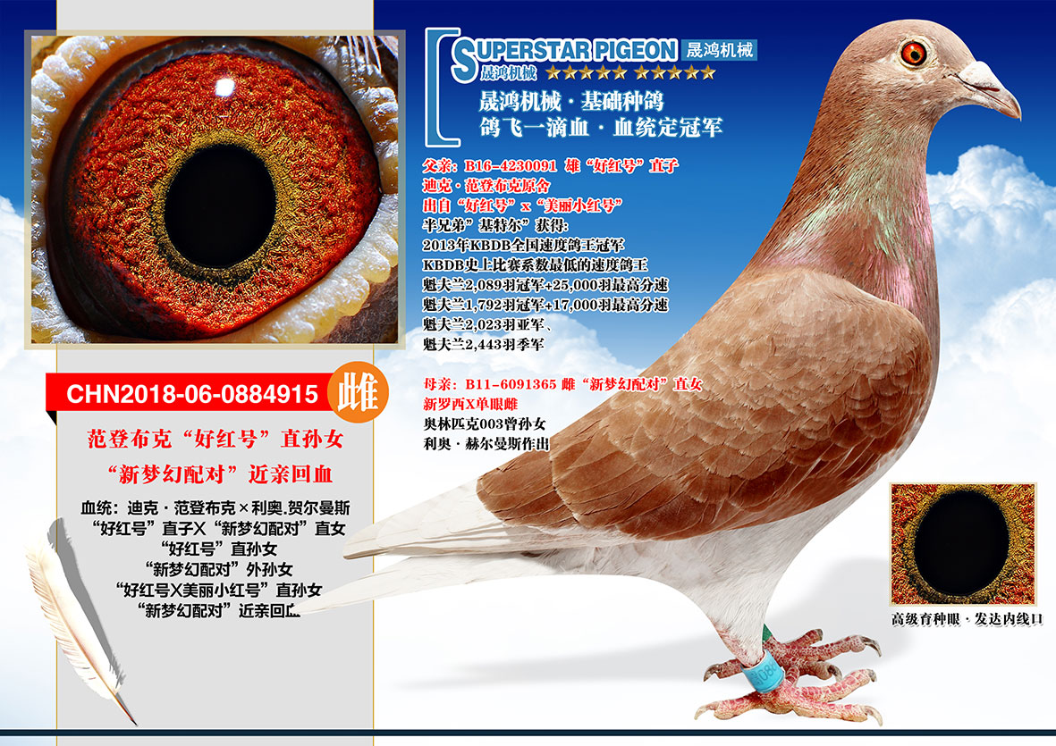 运输鸽友须自行到指定车站或机场取鸽.