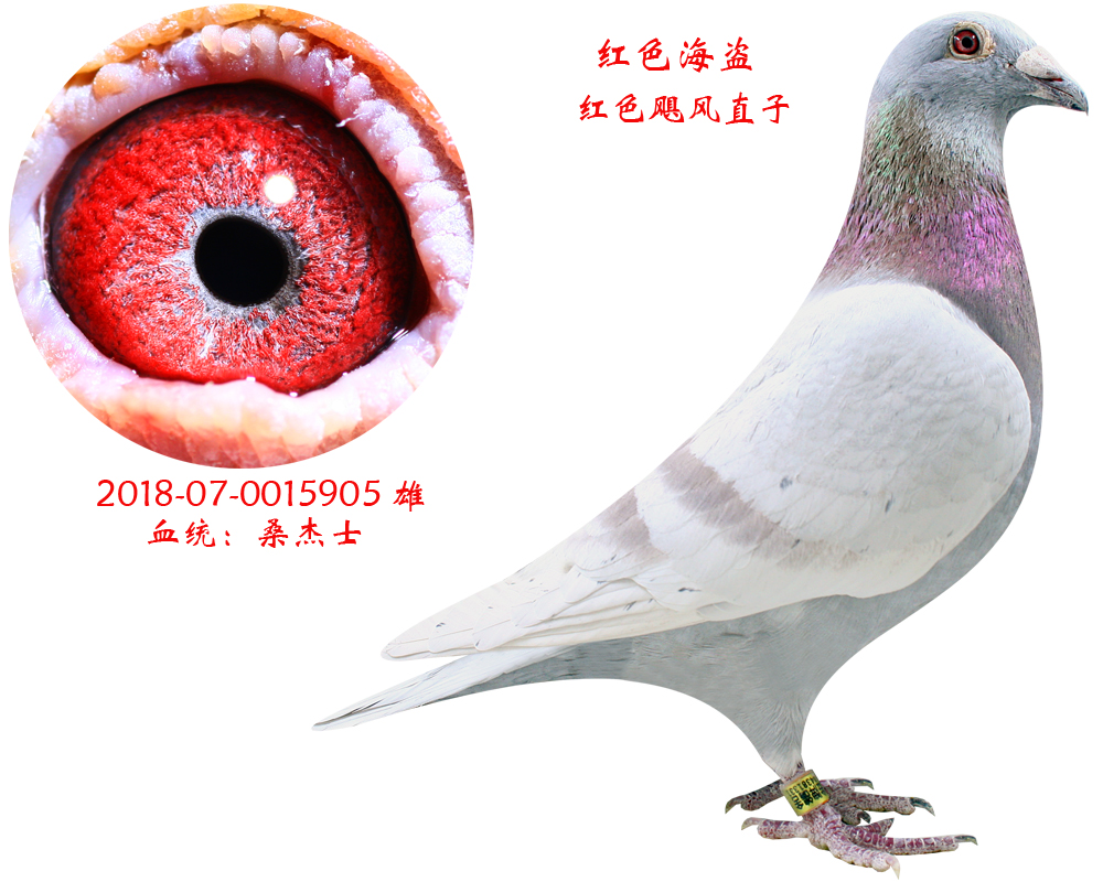 信鸽在线拍卖平台 - 中国信鸽信息网