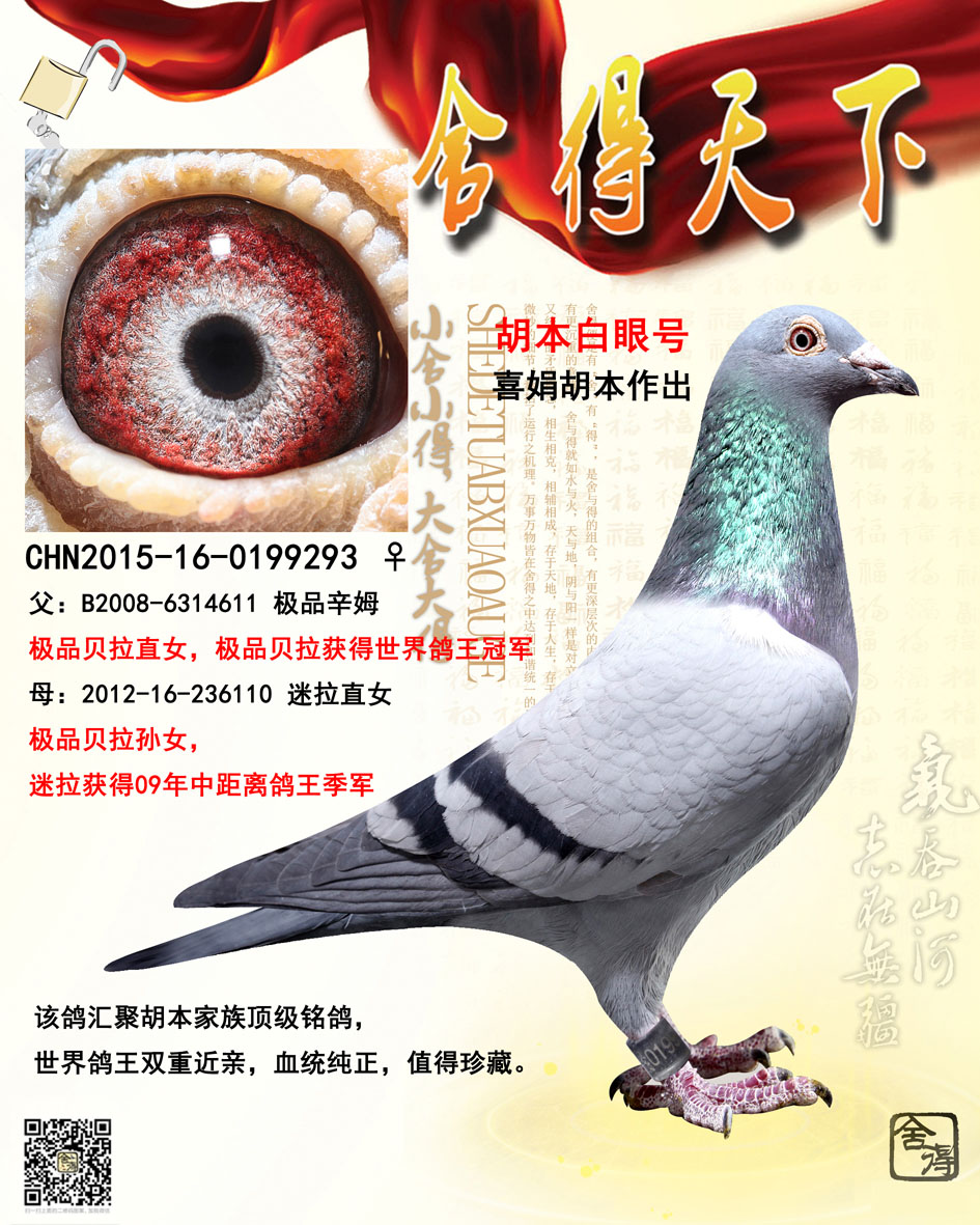喜娟胡本国际鸽业图片