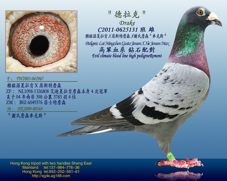 信鸽拍卖首页 拍卖专题 >> 查看拍卖商品 首 页  铭 鸽  新鸽上架