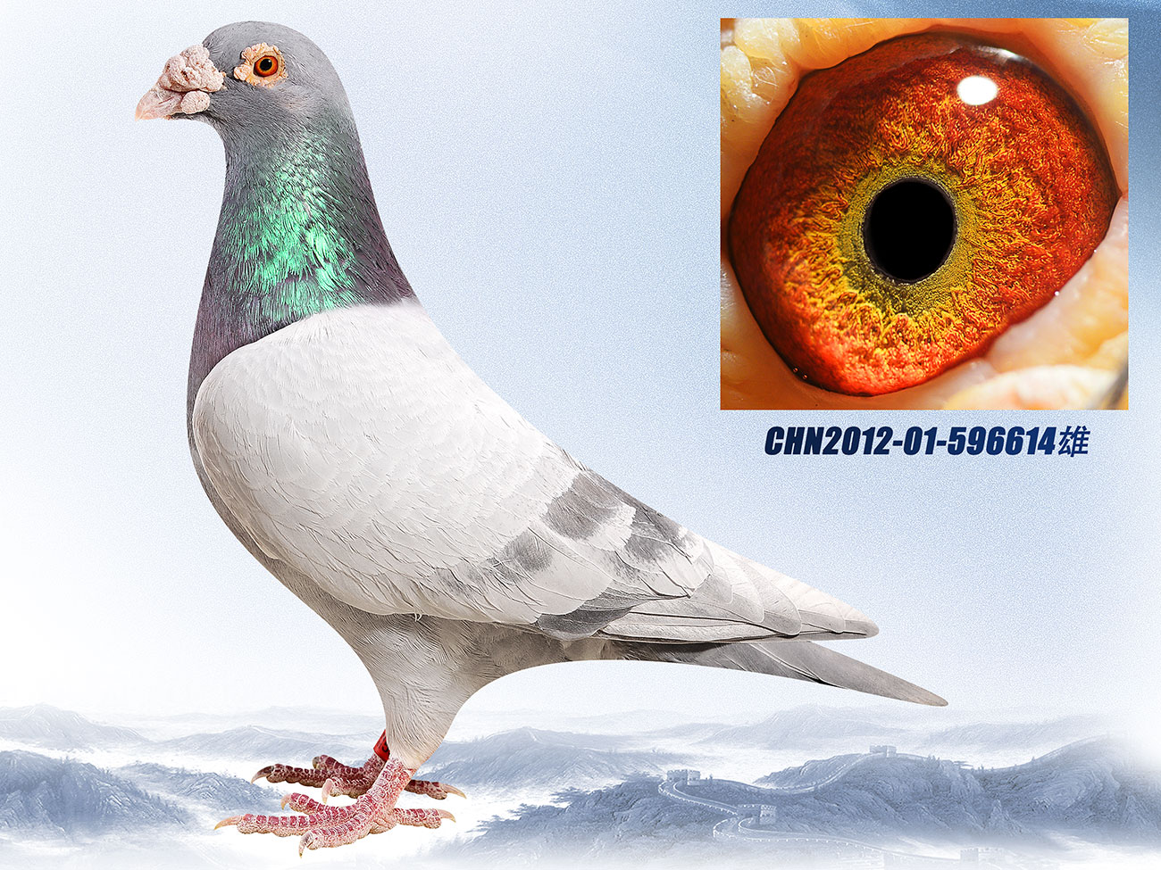 >> 查看拍卖商品