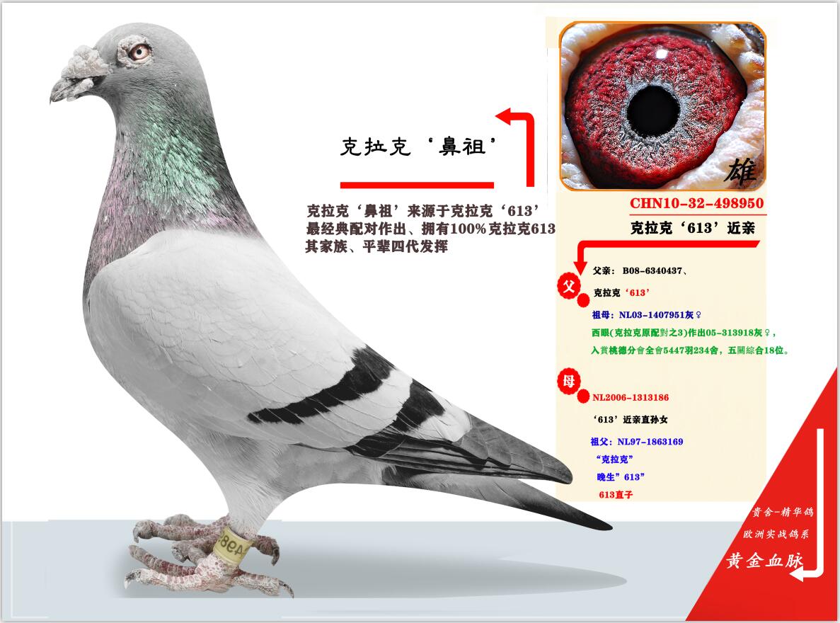 联盟国际 - 中信网铭鸽展厅 www.ag188.com