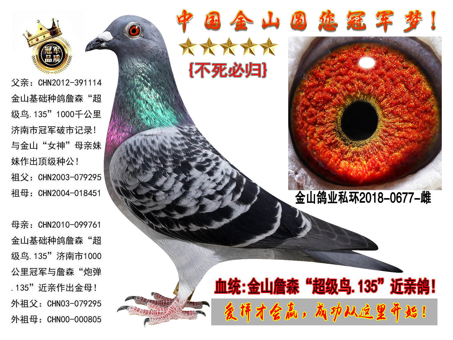 中国金山鸽业 - 中信网铭鸽展厅 www.ag188.com