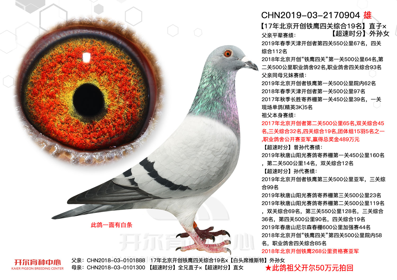 铭 鸽  新鸽上架  推荐铭鸽  定价鸽  信鸽拍卖 黄金配对   网上展厅