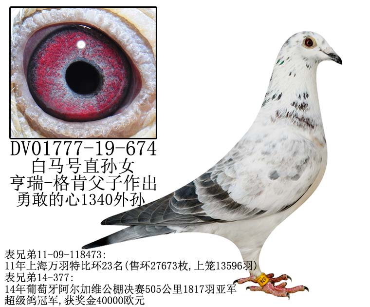 贺:太阳育种联盟8月24日荣获丹麦公棚决赛400公里4名,9名.