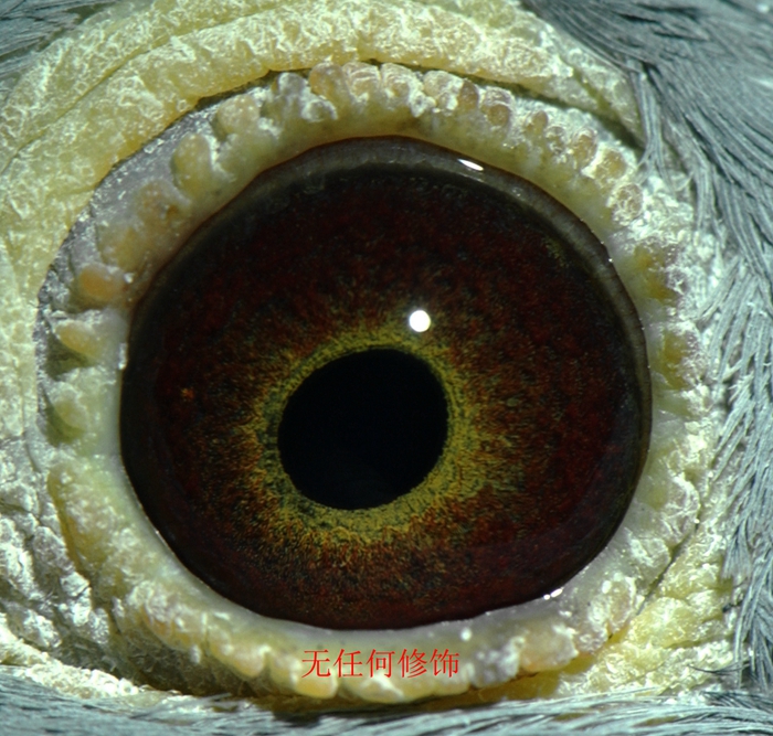 >> 查看拍卖商品