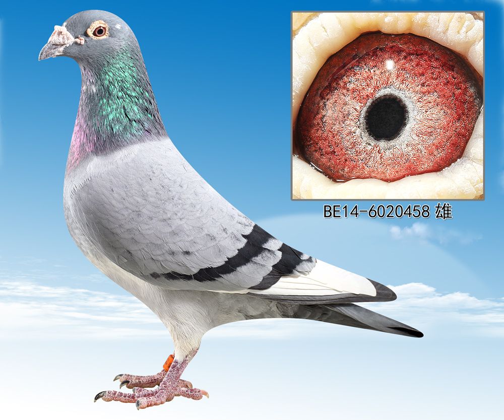 信鸽在线拍卖平台 - 中国信鸽信息网