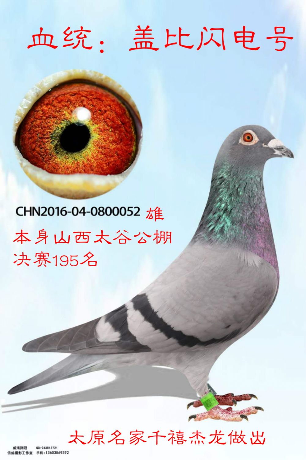 信鸽在线拍卖平台 - 中国信鸽信息网