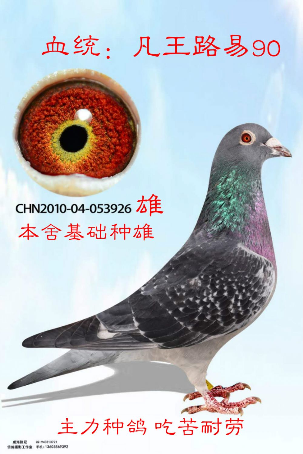 信鸽拍卖首页 拍卖专题 >> 查看拍卖商品   凡王路易90基础种鸽