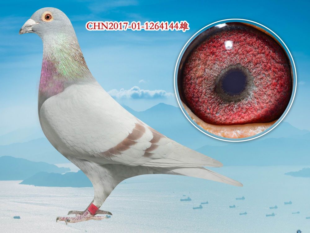 信鸽在线拍卖平台 - 中国信鸽信息网