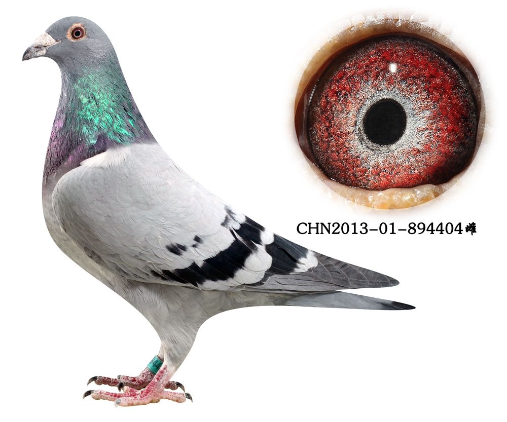 信鸽在线拍卖平台 - 中国信鸽信息网