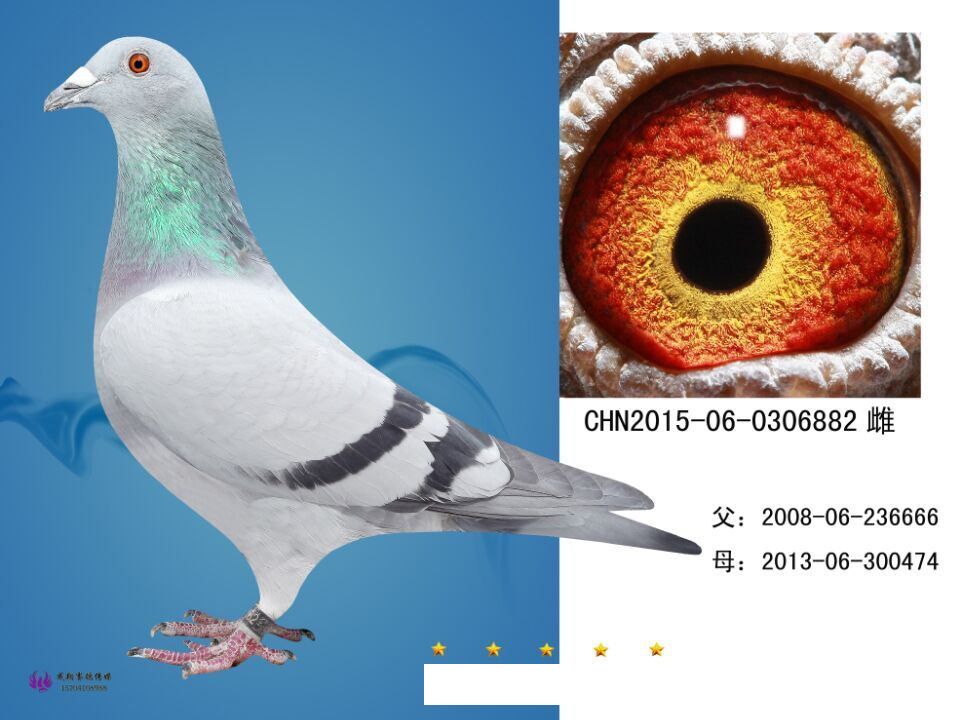 58金鸽 - 中信网铭鸽展厅 www.ag188.com
