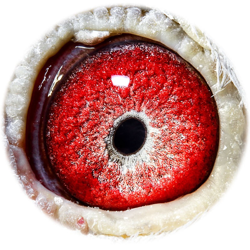 信鸽在线拍卖平台 - 中国信鸽信息网