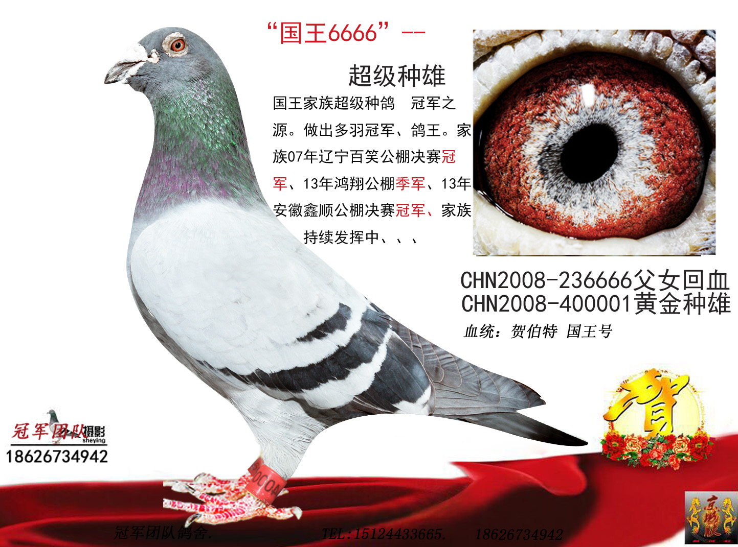 冠军团队鸽舍 - 中信网铭鸽展厅 www.ag188.com