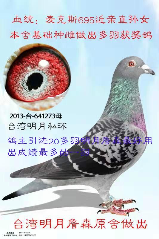 信鸽在线拍卖平台 - 中国信鸽信息网
