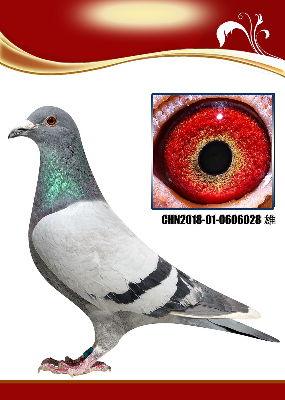 信鸽在线拍卖平台 - 中国信鸽信息网