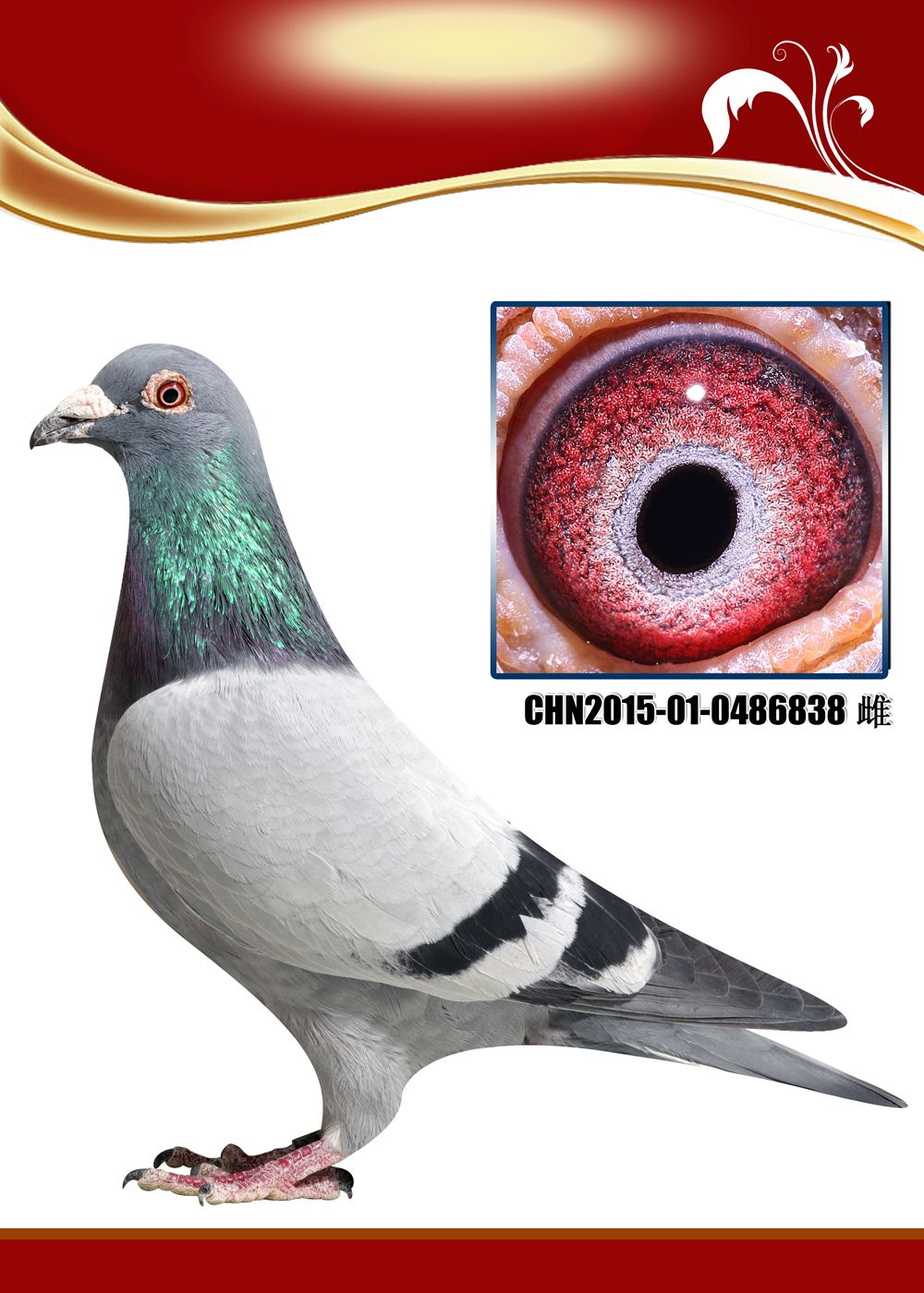 金牌种鸽杨欧瓦克484近亲特留