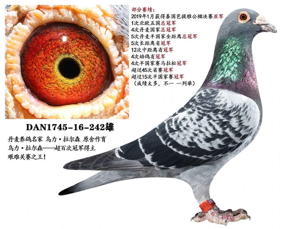 信鸽在线拍卖平台 - 中国信鸽信息网
