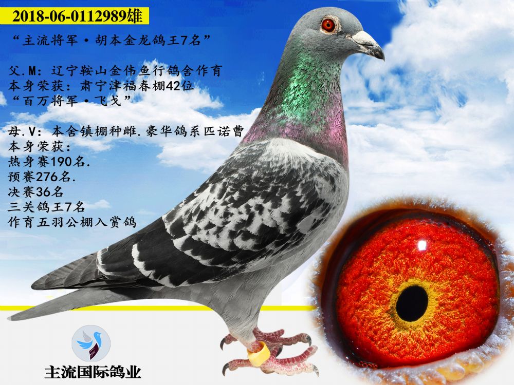 商品 首 页  铭 鸽  新鸽上架  推荐铭鸽  定价鸽  信鸽拍卖 黄金配对