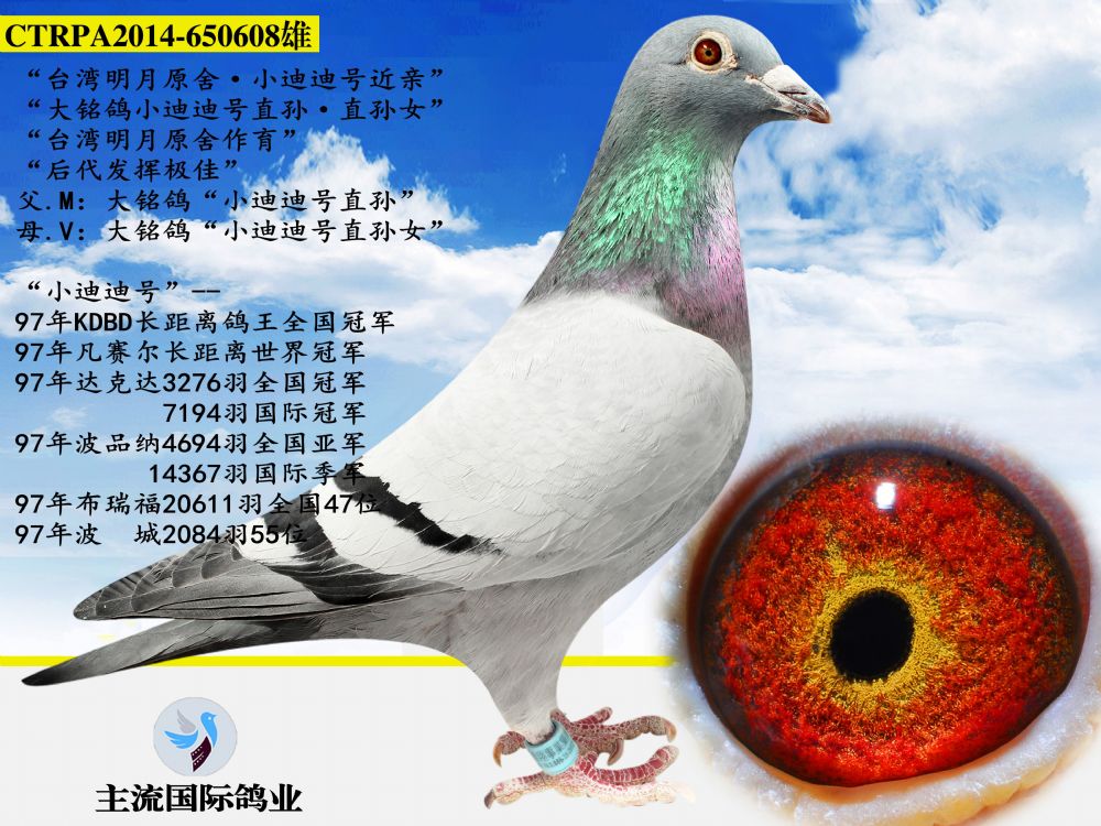 信鸽在线拍卖平台 - 中国信鸽信息网