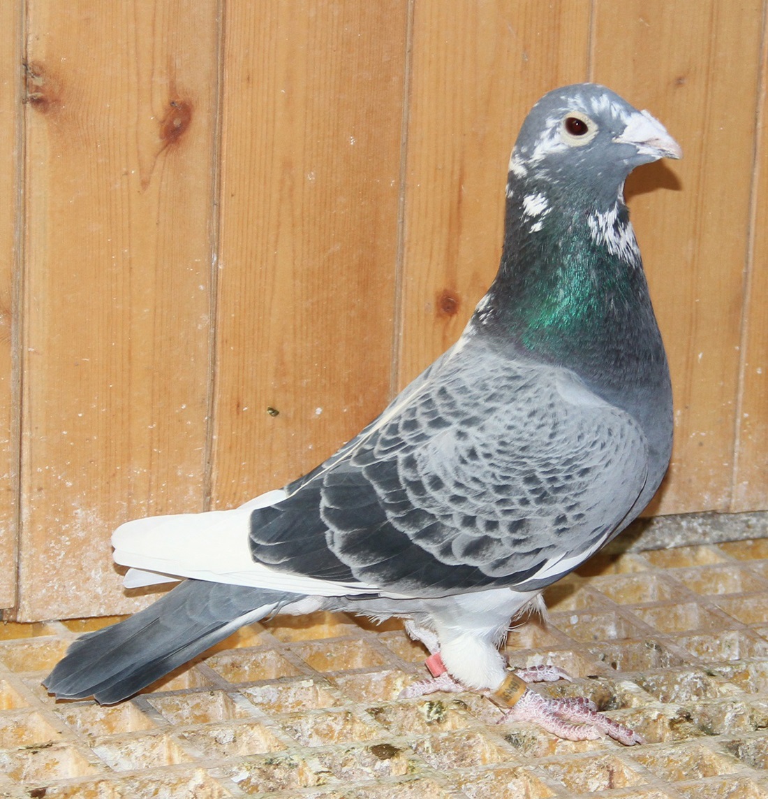 >> 查看拍卖商品