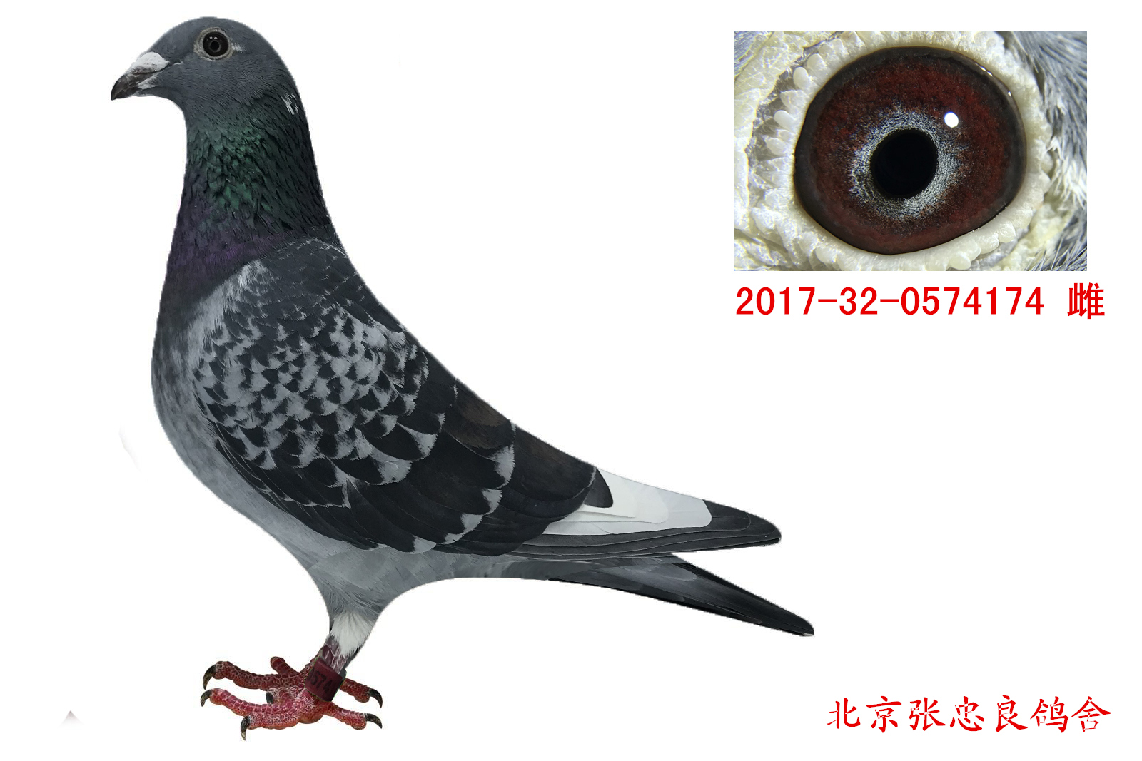 点击查看此商品大图片