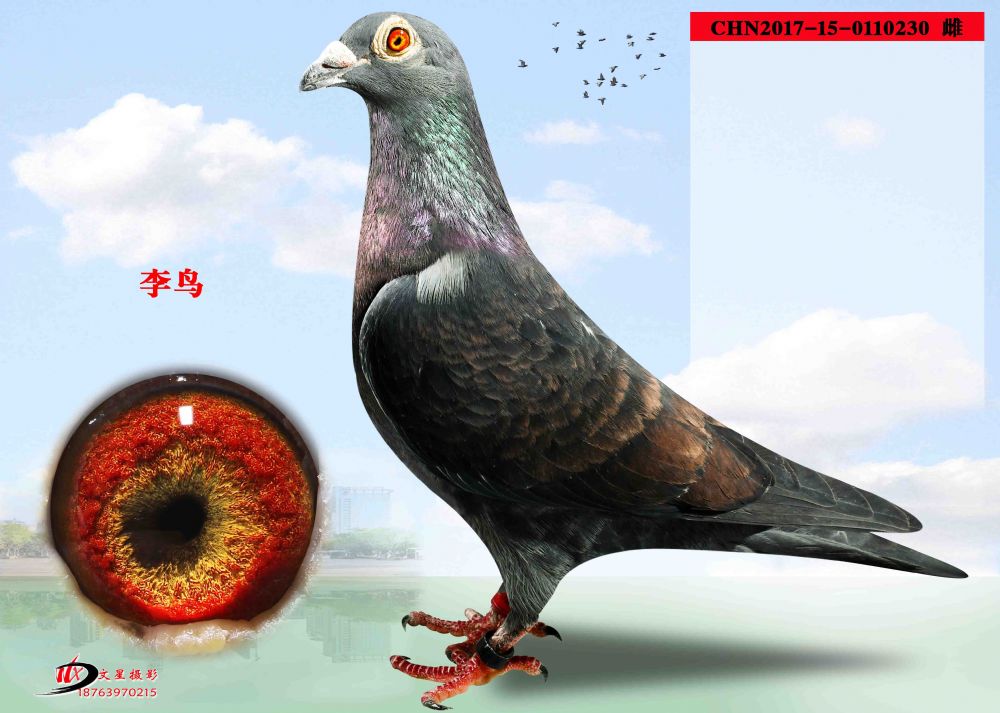 信鸽拍卖首页 拍卖专题 >> 查看拍卖商品   红毛李鸟雌