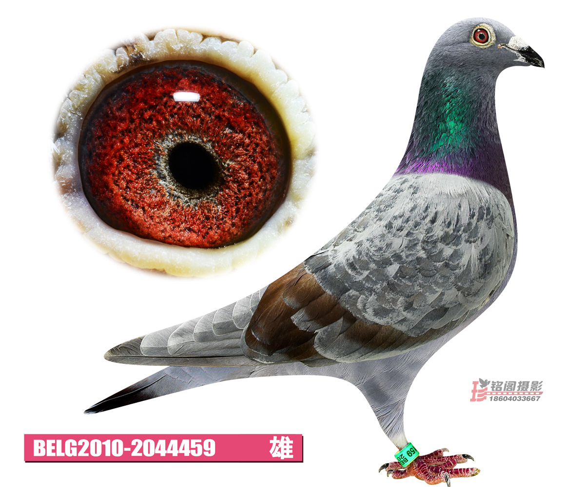 信鸽在线拍卖平台 - 中国信鸽信息网